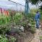 Windrush Legacy Garden opens in Sheffield